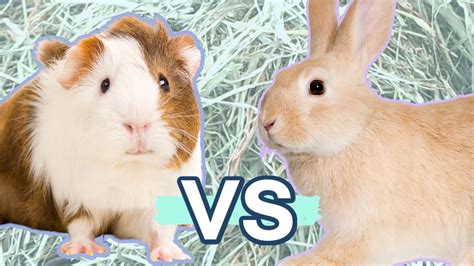 are guinea pigs similar to rabbits